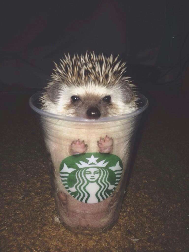 hedgehog-coffee-addict.jpg?w=1400
